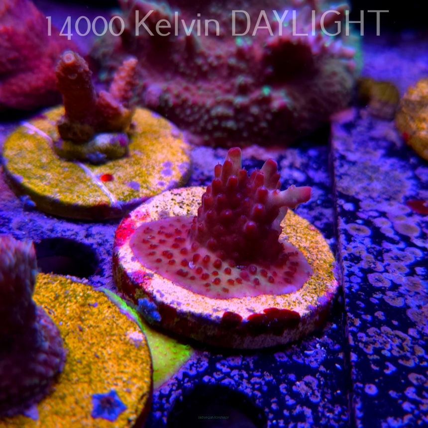 Acropora JMC PINK DREAM (24.05.2025) L2-II-16  3cm