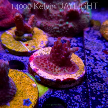 Acropora JMC PINK DREAM (24.05.2025) L2-II-16  3cm