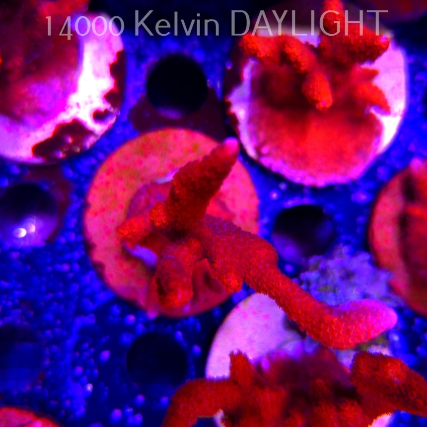 Montipora digitata RED (22.09.2025)  10cm