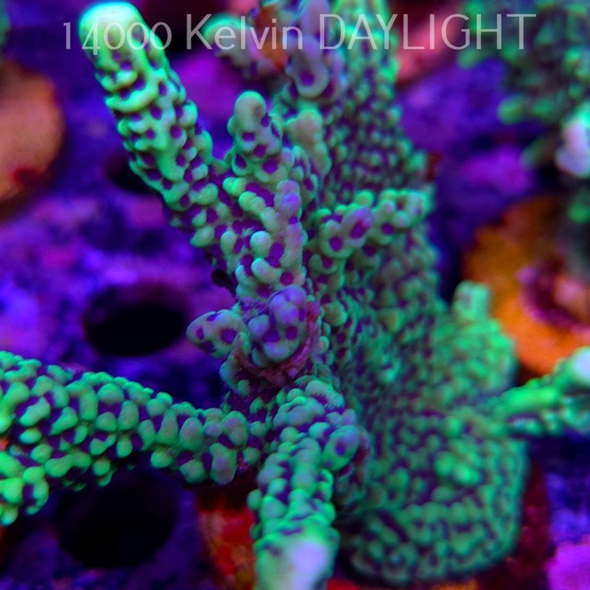 Montipora peltiformis (18.05.2025)  10cm
