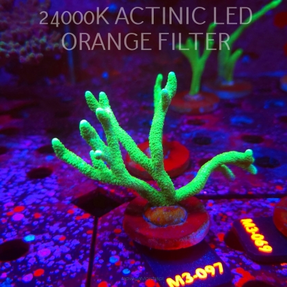 Montipora digitata POWER GREEN (12.04.2026) M3-097  10cm