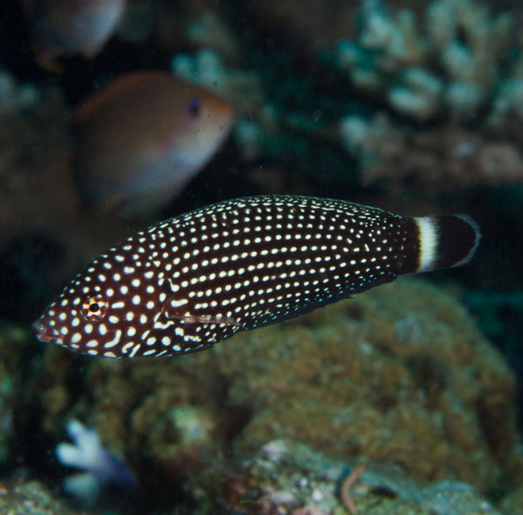 Anampses lineatus rozmiar 6-7cm RARE