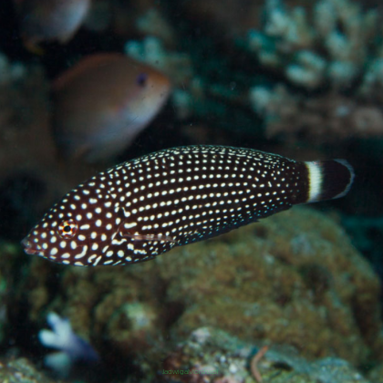Anampses lineatus rozmiar 6-7cm RARE