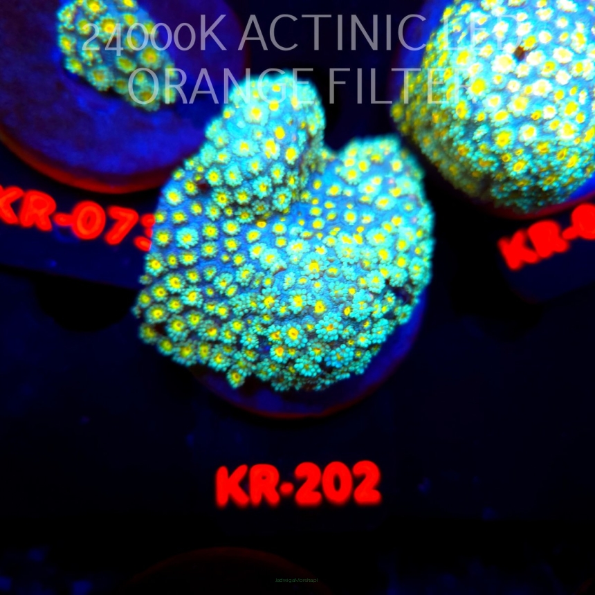 Alveopora GOLDEN EYE (21.04.2026) KR-202  6cm