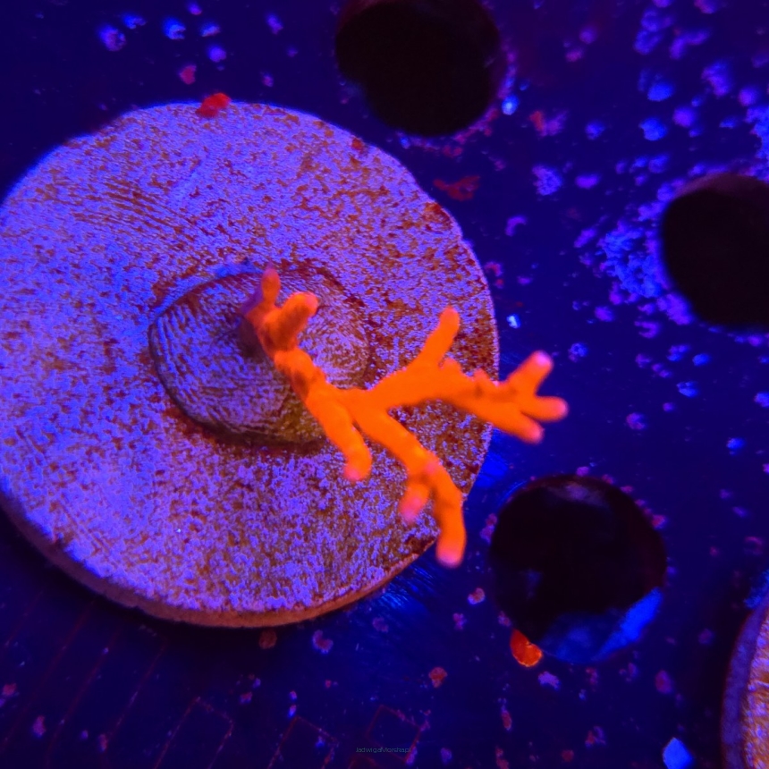 Anacropora Jason Fox TNT (13.01.2026) MM6-I-23  4cm