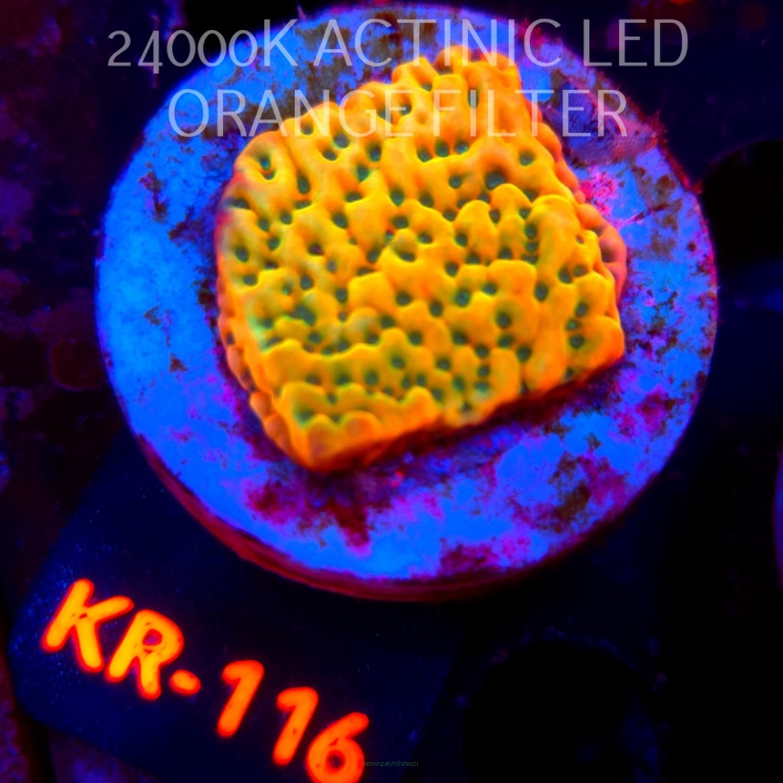 Montipora JASON FOX BEACH BUM (20.07.2026) KR-116  4cm