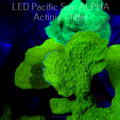 Montipora capricornis TOXIC GREEN (23.01.2025)  7cm