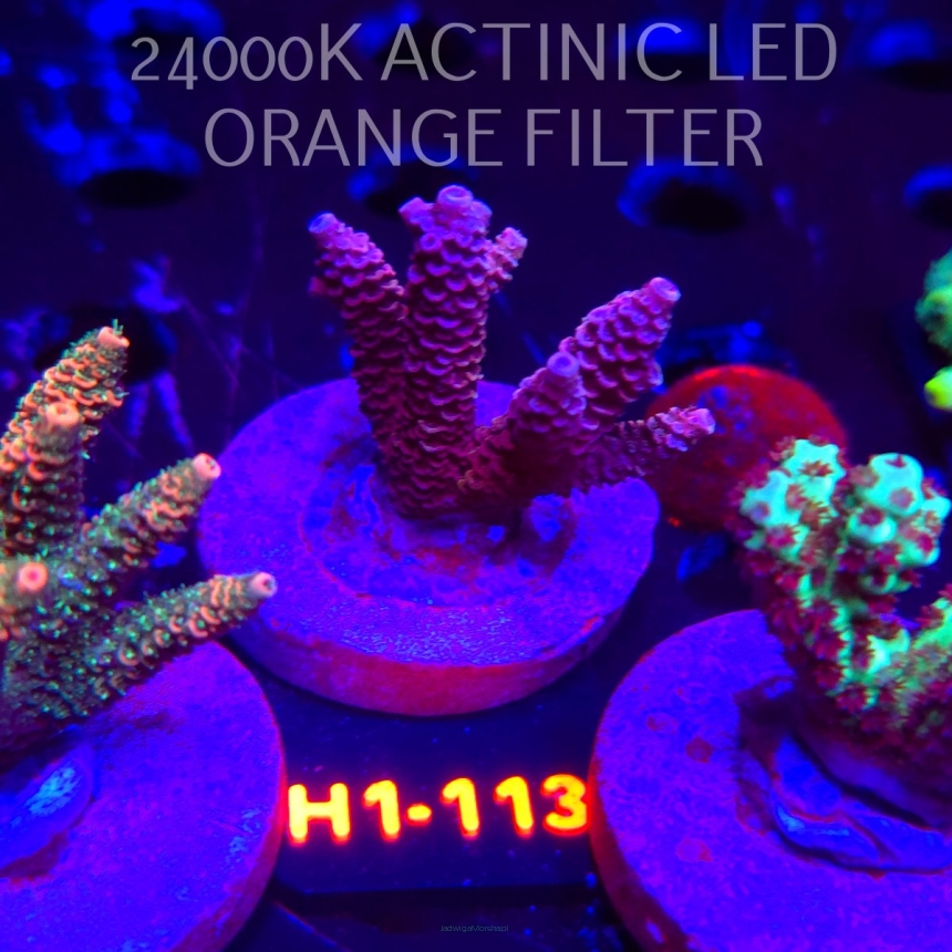 Acropora MILLEPORA HOT PINK (01.02.2026) H1-113  4cm