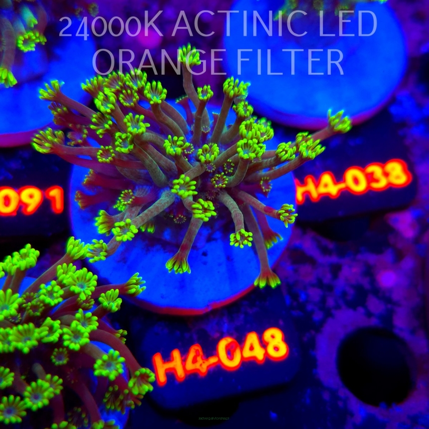 Alveopora spongiosa BRIGHT GREEN (02.06.2026) H4-048  4cm