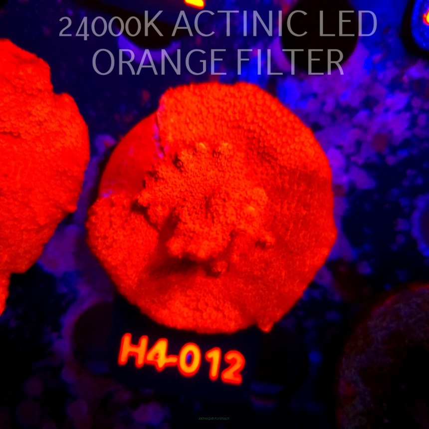 Montipora digitata RED (01.06.2026) H4-012  6cm