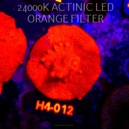 Montipora digitata RED (01.06.2026) H4-012  6cm