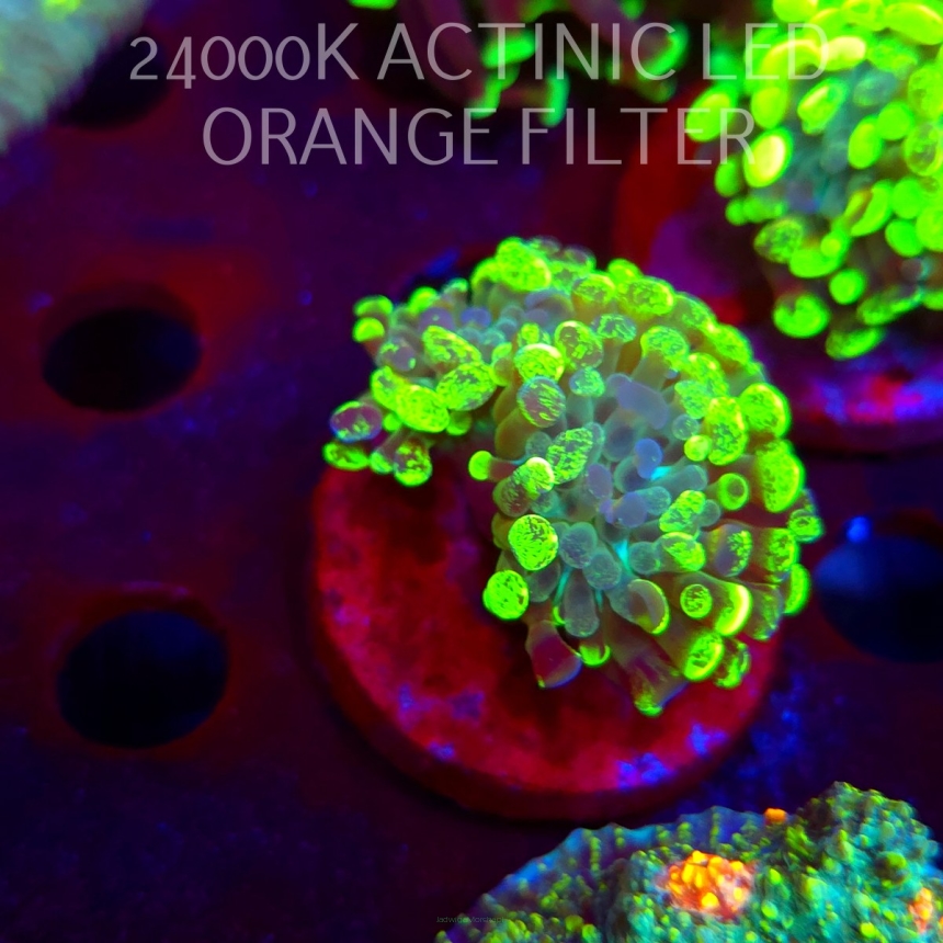 Euphyllia paraancora GRAFTED HAMMER (01.06.2026)  1H