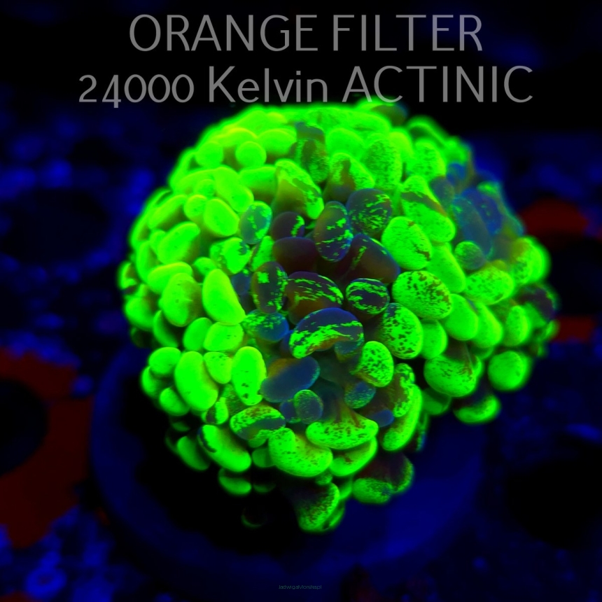 Euphyllia paraancora GRAFTED HAMMER (05.10.2025)  3H