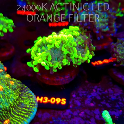 Euphyllia paraancora GRAFTED HAMMER (20.06.2026) H3-095  2H