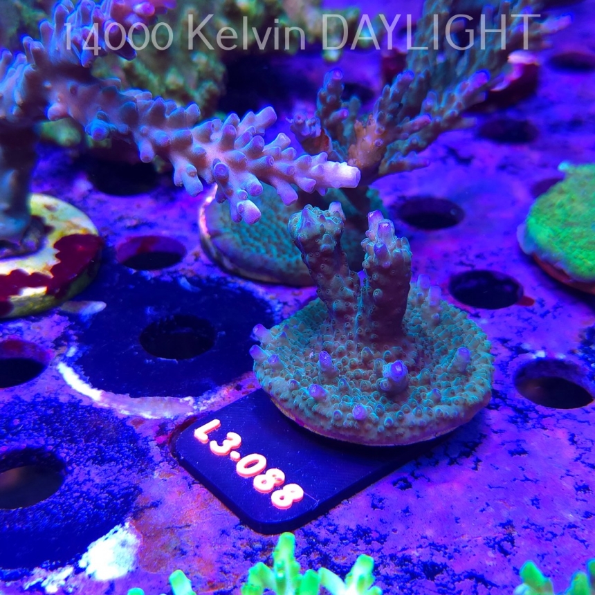 Acropora sp. AUSTRALIA (05.01.2026) L3-088  5cm