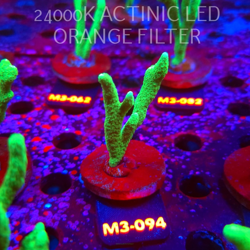 Montipora digitata POWER GREEN (12.04.2026) M3-094  7cm