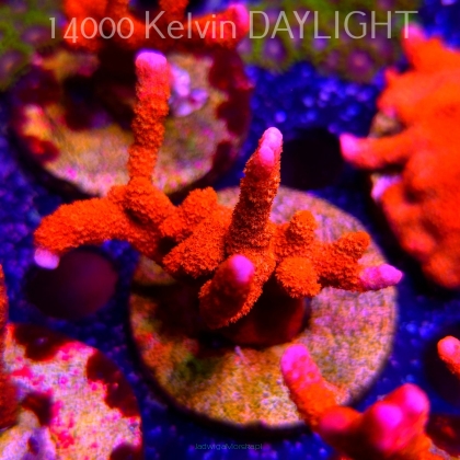 Montipora digitata RED (18.05.2025)  7cm