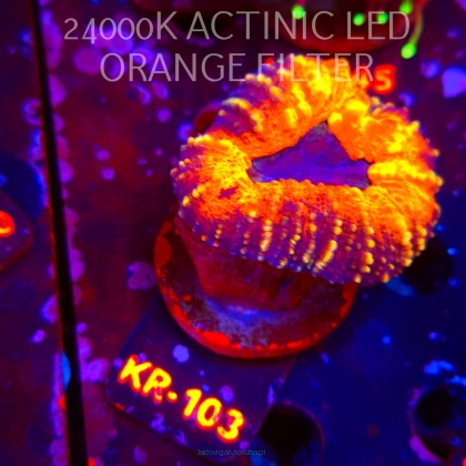 Lobophyllia corymbosa ULTRA Australia (01.06.2026) KR-103  6cm