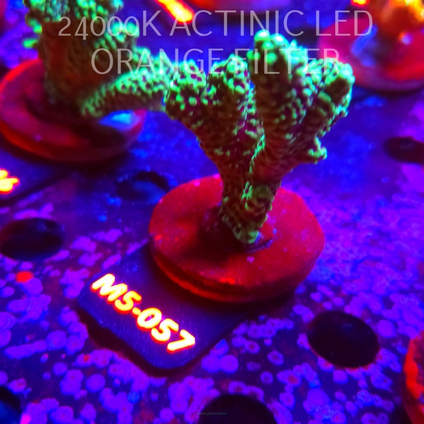 Montipora peltiformis (13.04.2026) M5-057  7cm