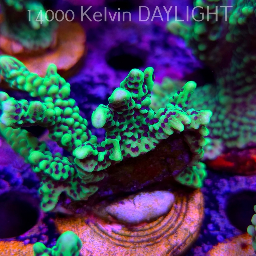 Montipora peltiformis (18.05.2025)  7cm