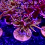 Seriatopora hystrix YELLOW (18.02.2024)  6cm