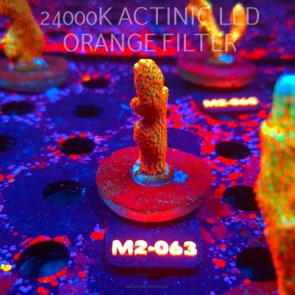 Montipora samarensis BUBBLEGUM (12.04.2026) M2-063  5cm