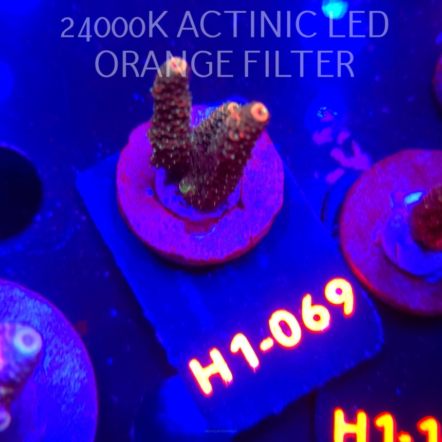 Acropora MILLEPORA JF SOLAR FLAME (04.02.2026) H1-069  4cm