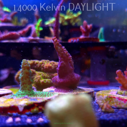 Acropora sp. AUSTRALIA (19.06.2025) L3-I-38  5cm