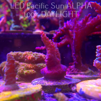 Acropora sp. AUSTRALIA (02.02.2025) L3-I-38  5cm