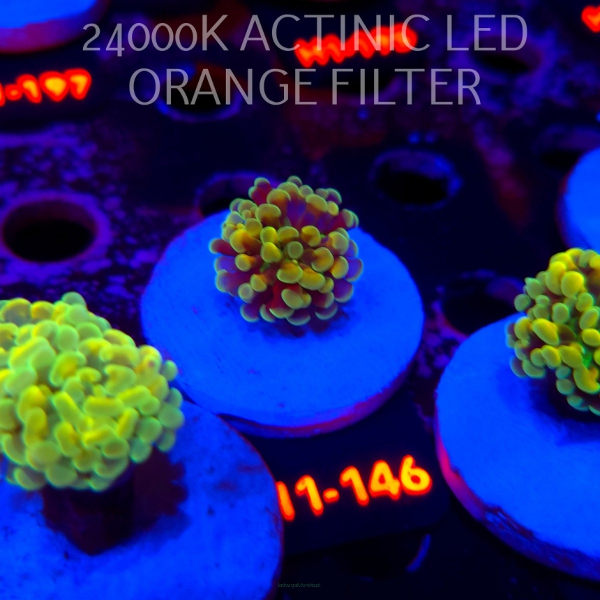 Euphyllia paraancora AUSSIE GREEN HOLOGRAM HAMMER (01.07.2026) H1-146
