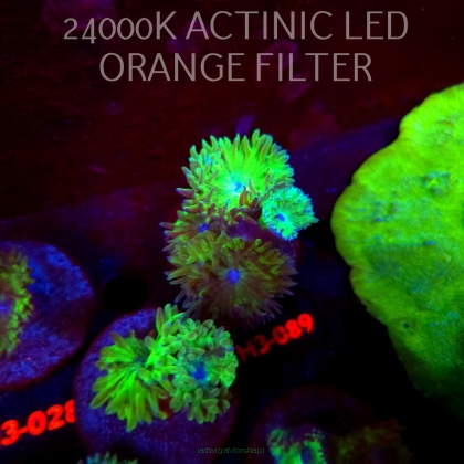 Duncanopsammia axifuga (04.07.2026) H3-089  3P