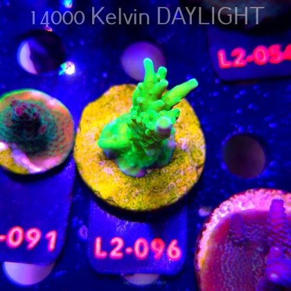 Acropora AUSTERA BANANA (19.03.2026) L2-096  7cm