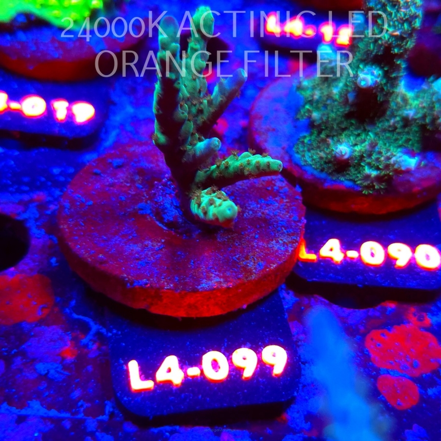 Acropora sp. AUSTRALIA  (07.01.2026) L4-099  5cm