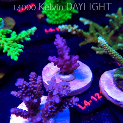 Acropora sp. PREMIUM AUSTRALIA (20.05.2026) L4-12x  4cm