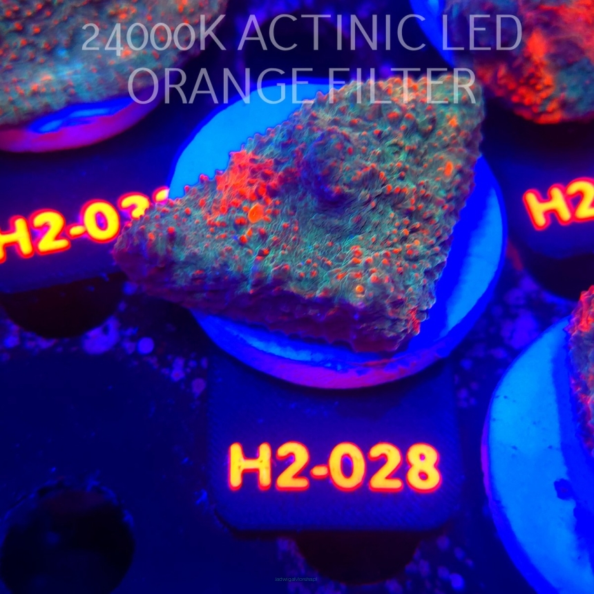 Echinophyllia Lava Rush Chalice (02.12.2025) H2-028  5cm