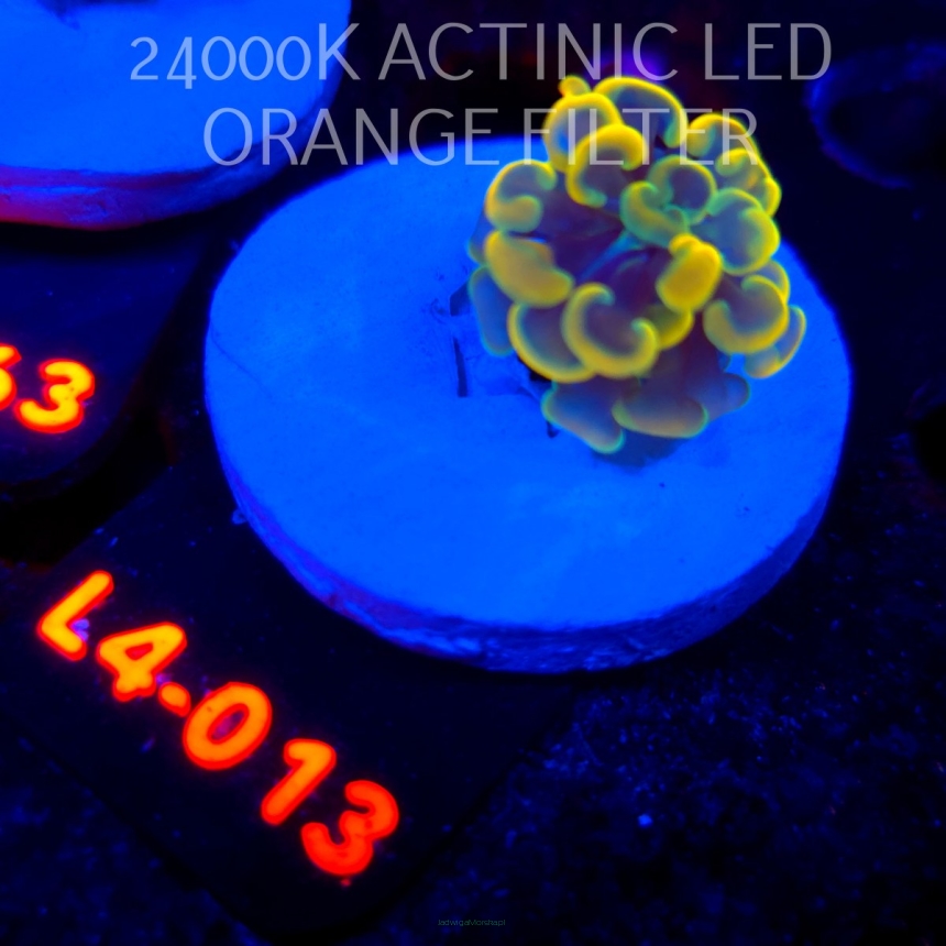Euphyllia paraancora AUSSIE GOLD HAMMER (01.07.2026) L4-013