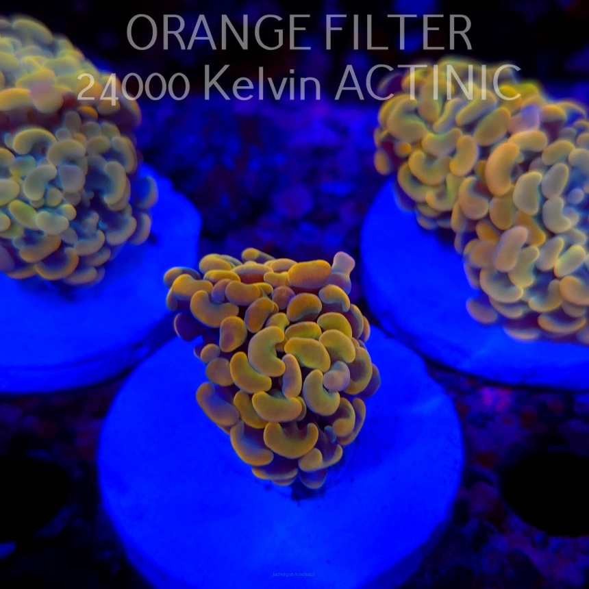 Euphyllia paraancora GOLD HOLOGRAM HAMMER (02.04.2025)