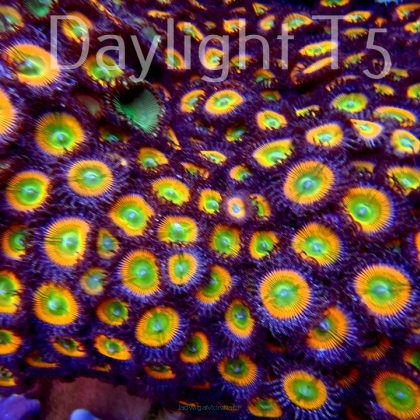Zoanthus SUNNY D ZOA (07.01.2022) 250xPolyp