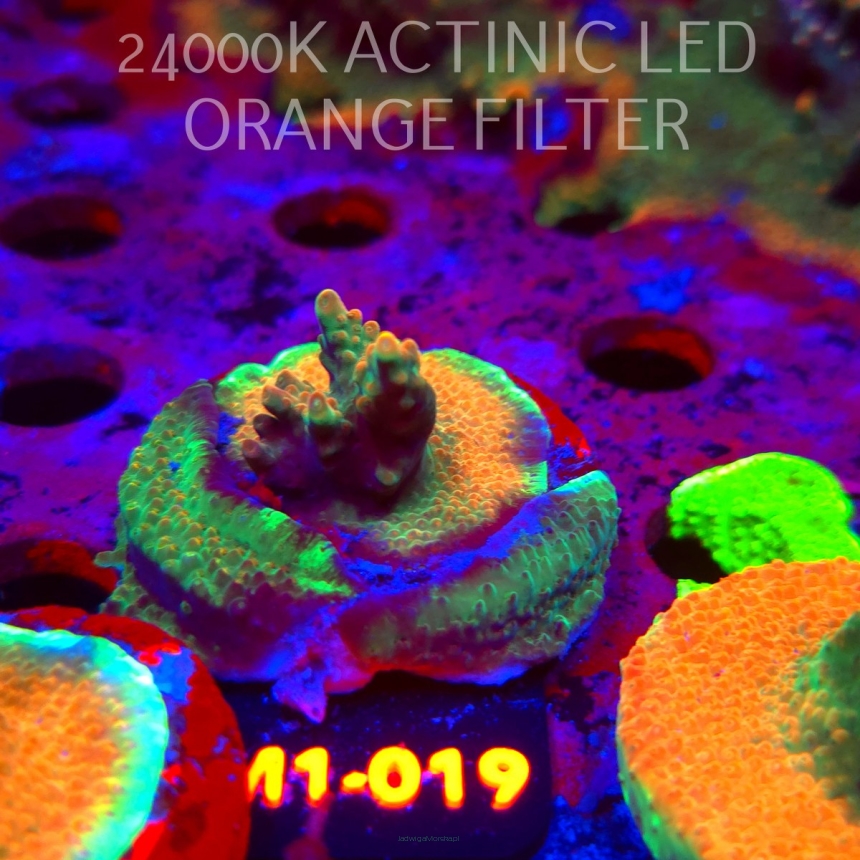 Acropora JMC SPECIAL (12.06.2026) M1-019  4cm