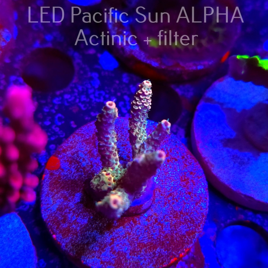 Acropora sp. AUSTRALIA (02.02.2025) L3-I-4  5cm
