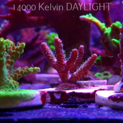 Acropora MILLEPORA GREEN (19.06.2025) L3-I-4  5cm