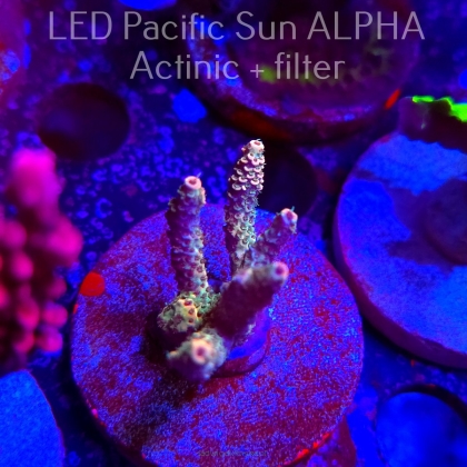 Acropora sp. AUSTRALIA (02.02.2025) L3-I-4  5cm