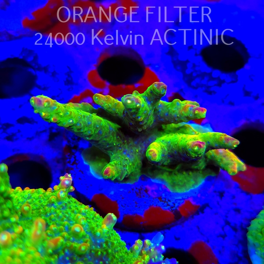 Acropora sp. AUSTRALIA (24.05.2025) L2-III-26  6cm