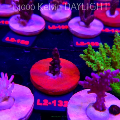 Acropora sp. PREMIUM AUSTRALIA (14.08.2026) L2-132  3cm