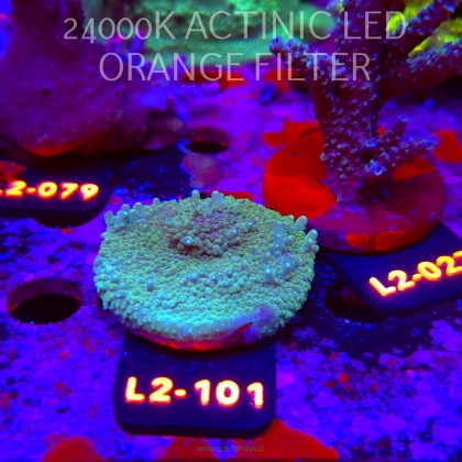 Acropora sp. AUSTRALIA (17.03.2026) L2-101  5cm