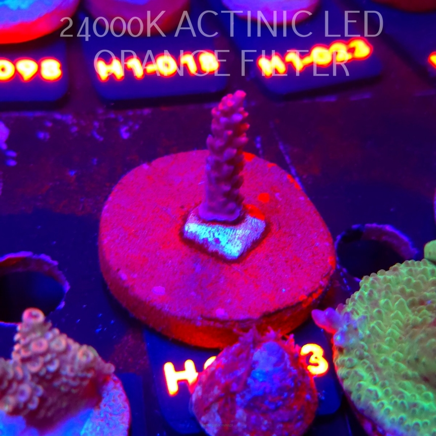 Acropora microclados STRAWBERRY SHORTCAKE (24.05.2026) H1-067  3cm