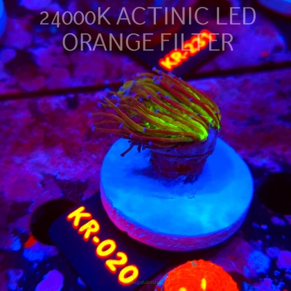 Euphyllia glabrescens TG TOXIC JOKER TORCH (01.09.2026) KR-020