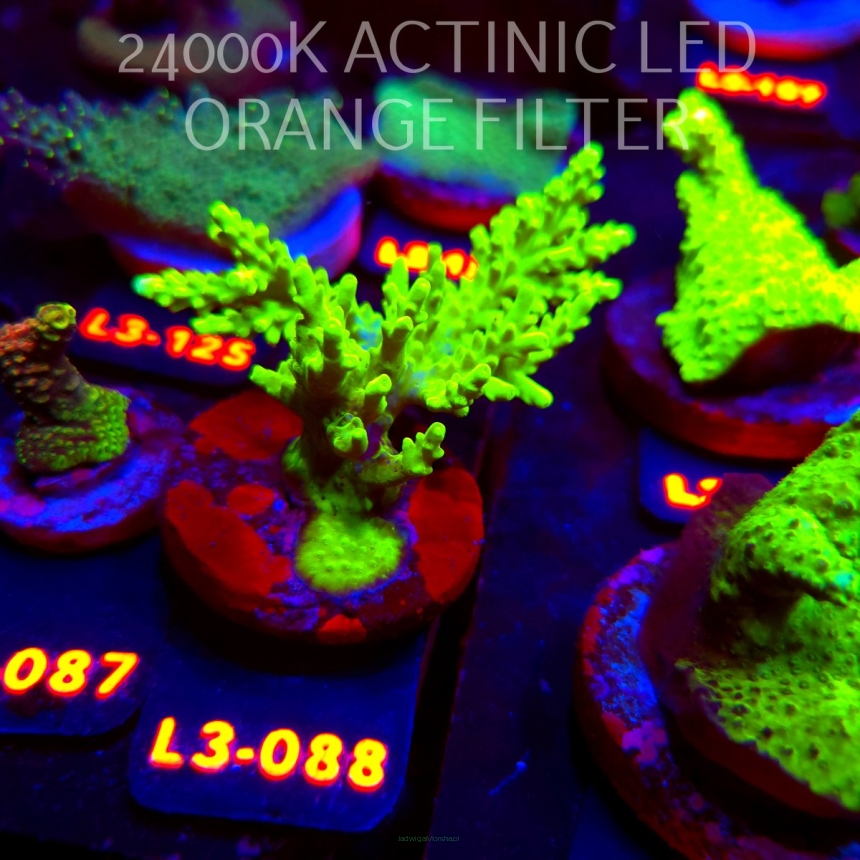 Acropora yongei GREEN SLIMER (11.09.2026) L3-088  7cm