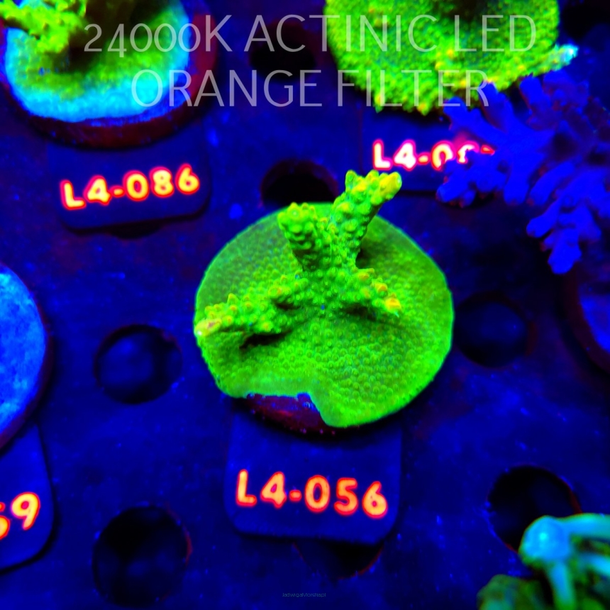 Acropora RR RAINBOW LOOM  (20.05.2026) L4-056  5cm