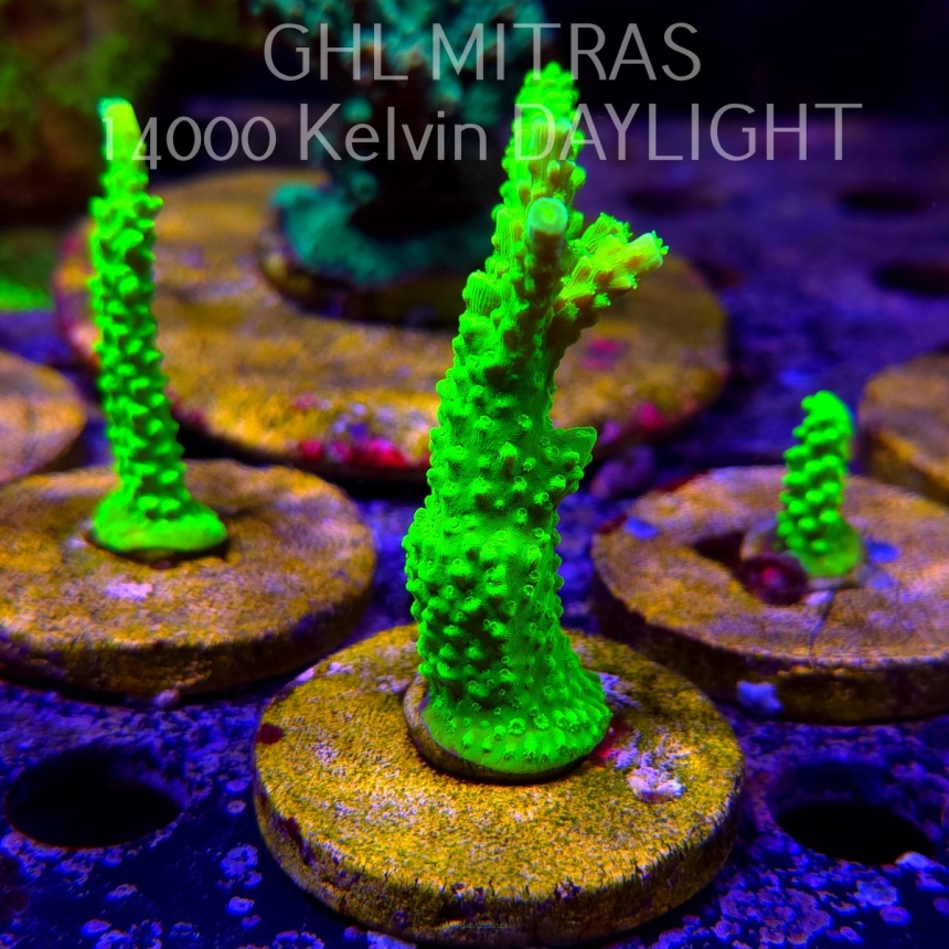 Acropora formosa TOXIC GREEN (20.02.2025) L4-III-9  8cm